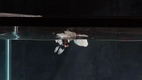 VAATA VIDEOT ⟩ Konna liikumisest inspireeritud robot ületab takistusi plahvatusliku energiaga