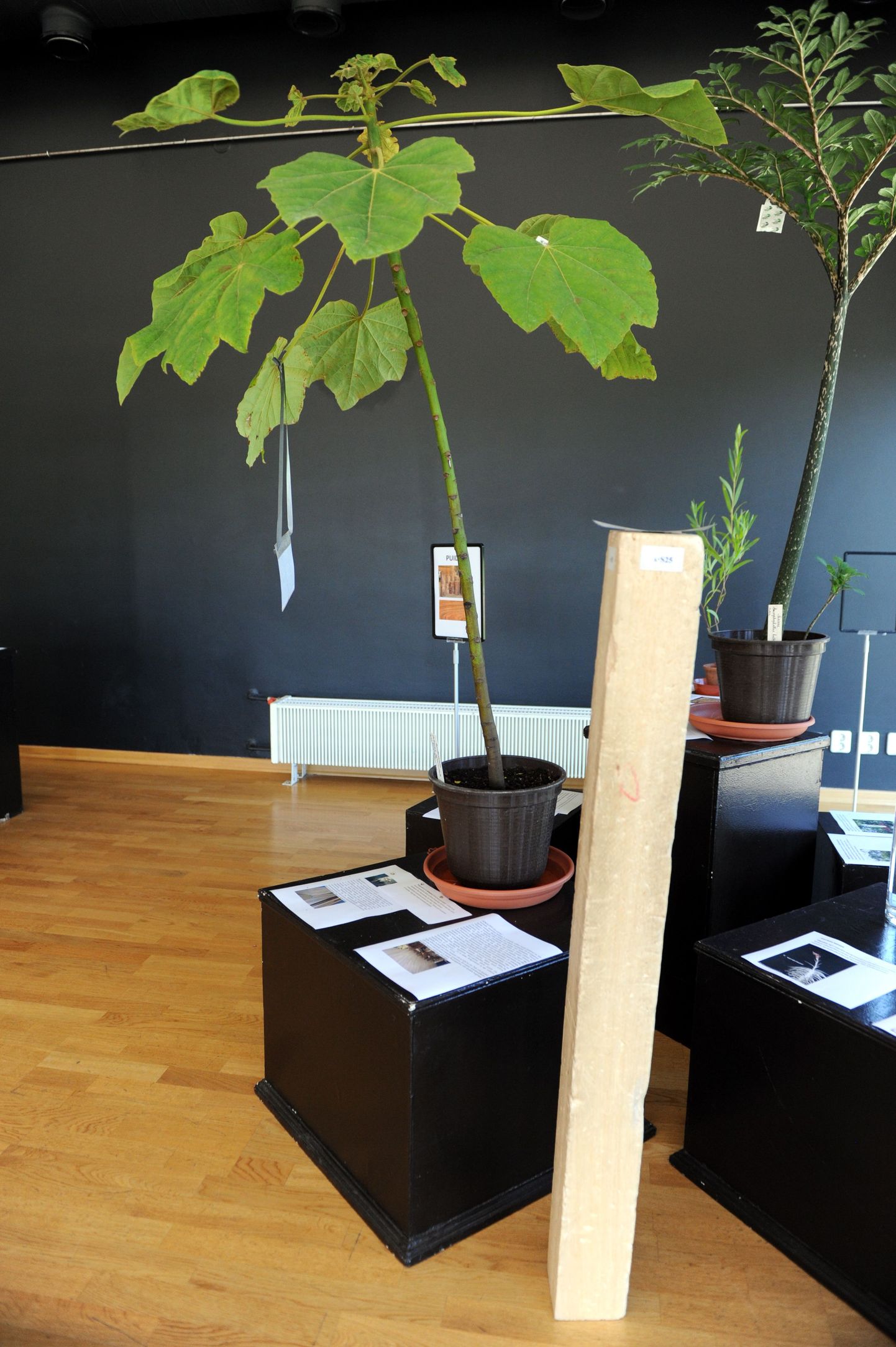 Taimerekordite näitus Tallinna botaanikaaias. Pildil balsapuu, mis on üks kergema puiduga puu.