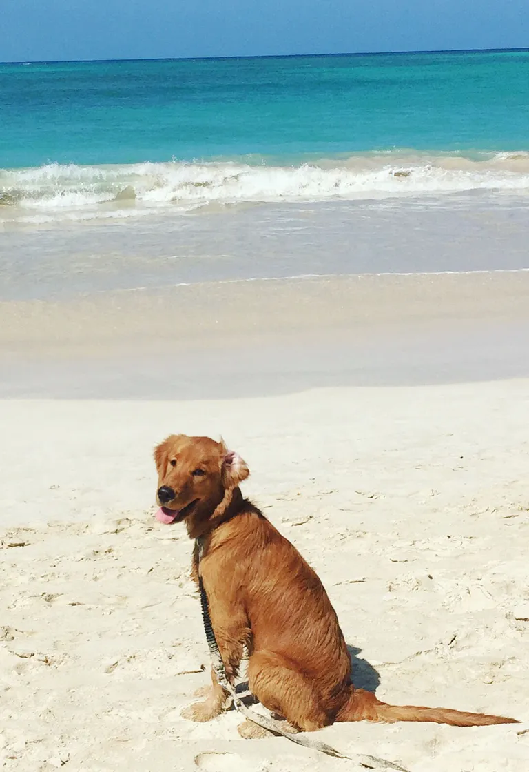 Lily rannas. Foto: Lilyshawaiianbucklist/Caters News Agency/Scanpix