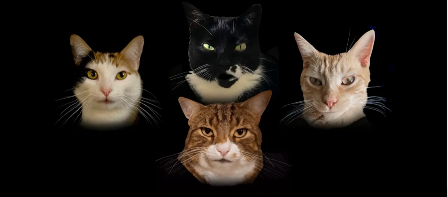 Bohemian Catsody