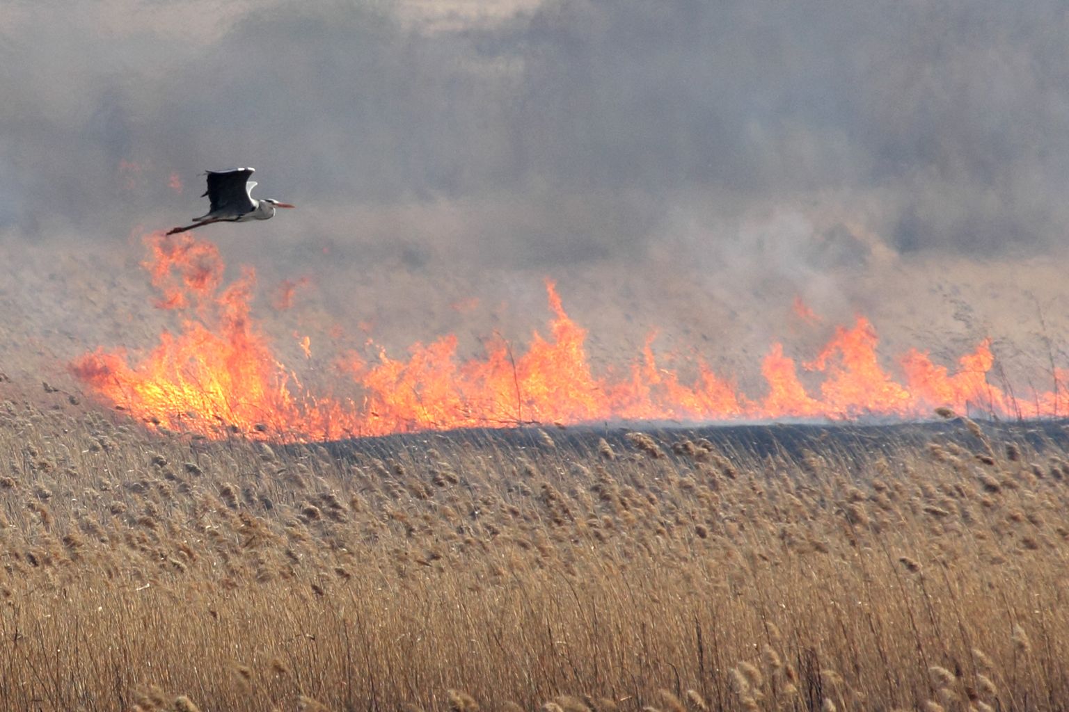 ITAR-TASS: KURGAN REGION, RUSSIA. APRIL 19, 2012. A bird flies over burning dry grass in Kurgan Region, Urals Fedral District. The regional authorities have warned people against making bonfires in forests and setting dry grass on fire in the fields in connection with a high risk of wildfires. (Photo ITAR-TASS / Alexander Alpatkin)