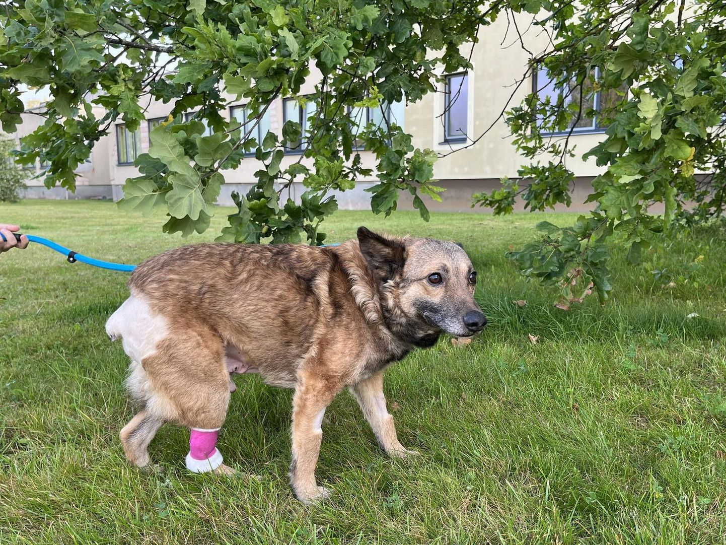 Собака по кличке Лусти, чья жизнь была недавно спасена в Валгаском уезде при содействии Эстонского союза защиты животных.