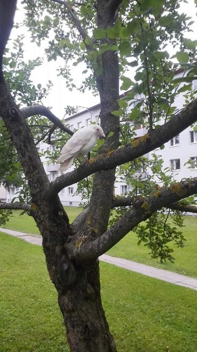Artikli foto