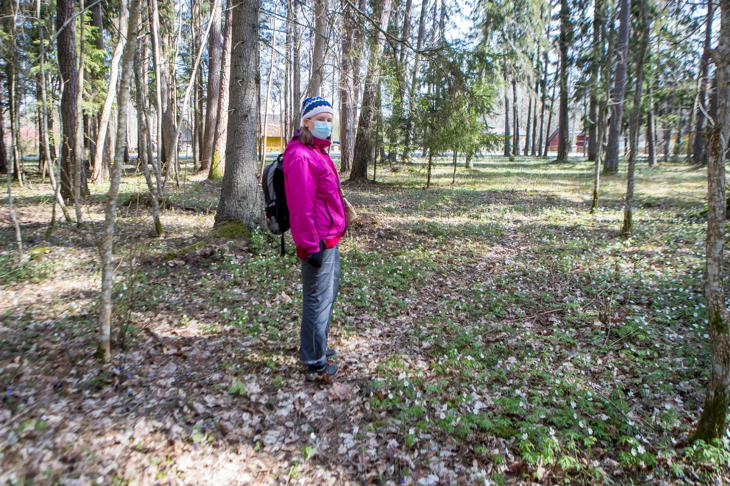 Leisi parkmets 2020. aasta aprillis. Fotol on Irja Truumaa.