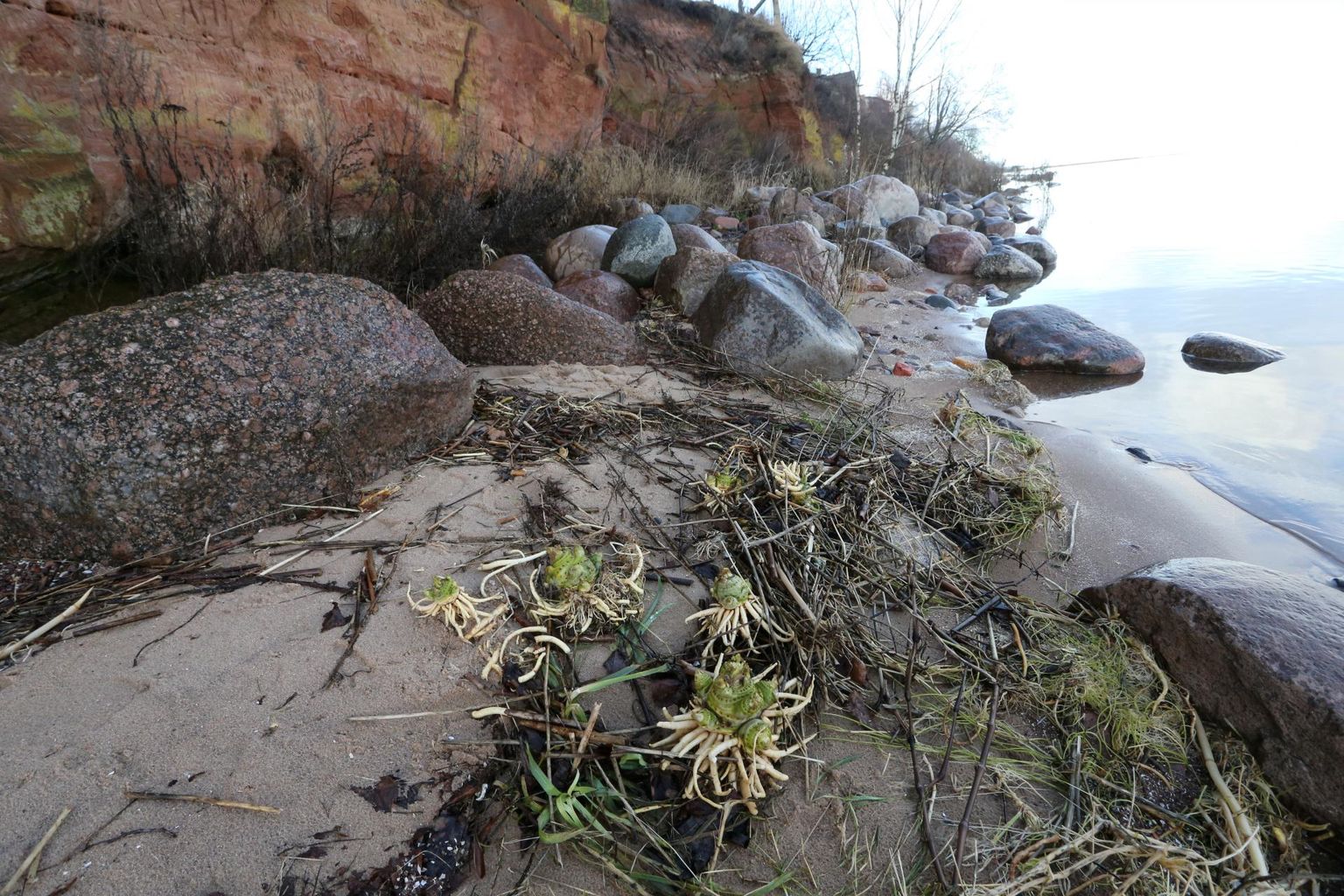 Sääraseid mürkputke juurikaid leidub praegu Kallaste rannas paarkümmend.
 
