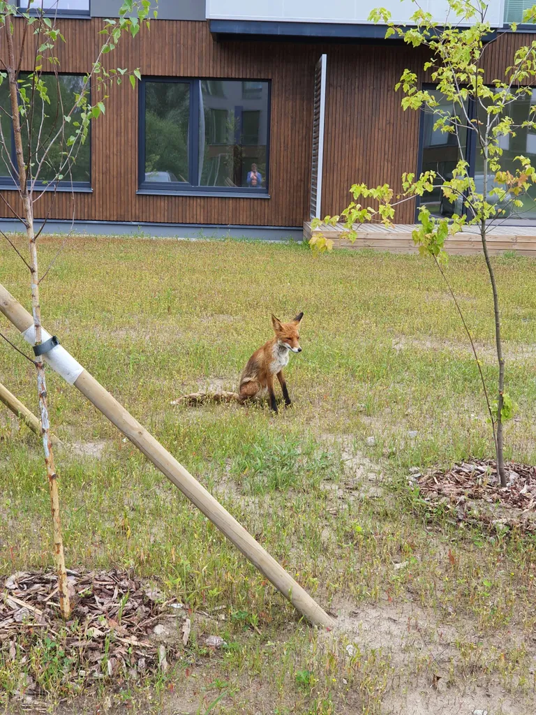 Rebane Peetrimõisa külas.
