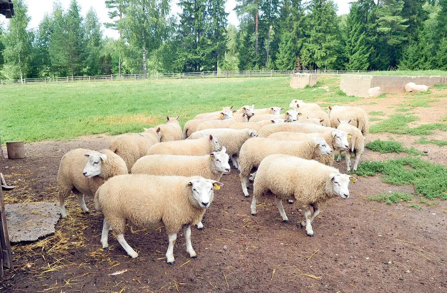 Lambakari oleks saagijahil huntide eest kaitstud, kui loomad aetaks igal õhtul lauta ja varahommikuti laudast välja, kuid seda on lambakasvataja sõnul keeruline korraldada, kui kari asub kodust mõnevõrra kaugemal.