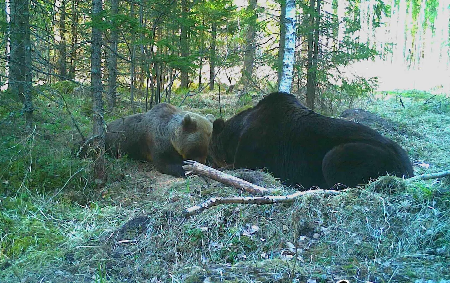 Augustis algab karujahihooaeg, mis vältab kolm kuud.