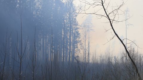В волости Ляэне-Нигула из-за молнии загорелся лес