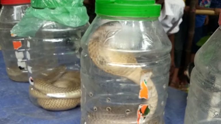 India farmeri majast leiti üle 100 mürgise kobra