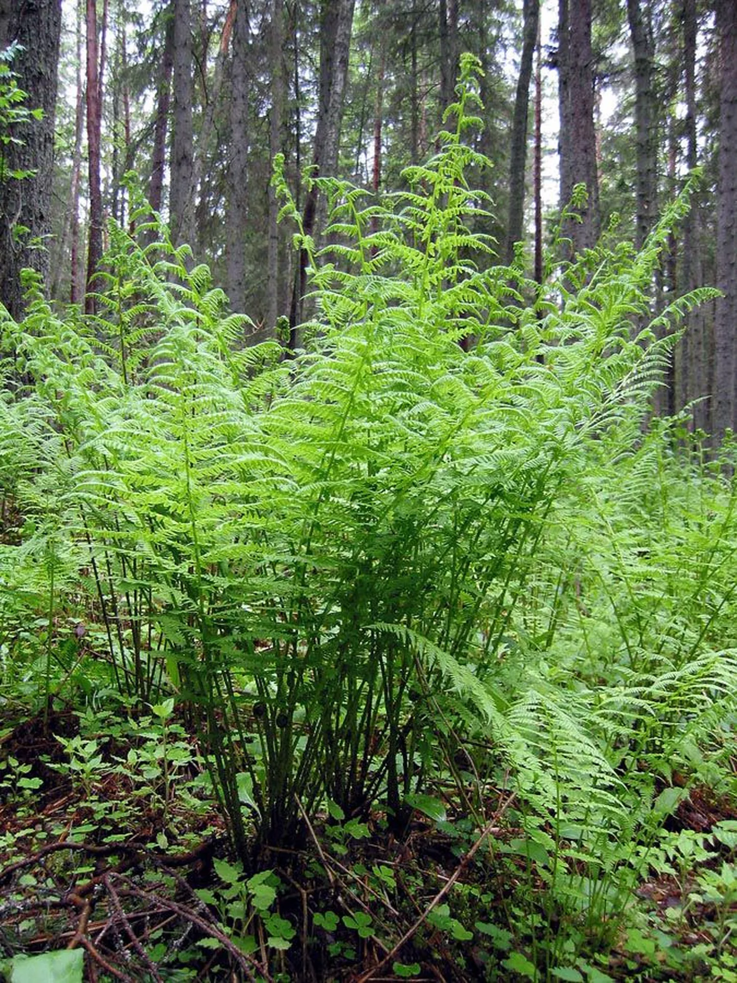Eestis kasvab looduslikult 22 liiki sõnajalgu, kuid rahvajutud ei tee neil õitest kõneldes vahet. Sellele pildile on jäänud harilik naistesõnajalg (Athyrium filix-femina).