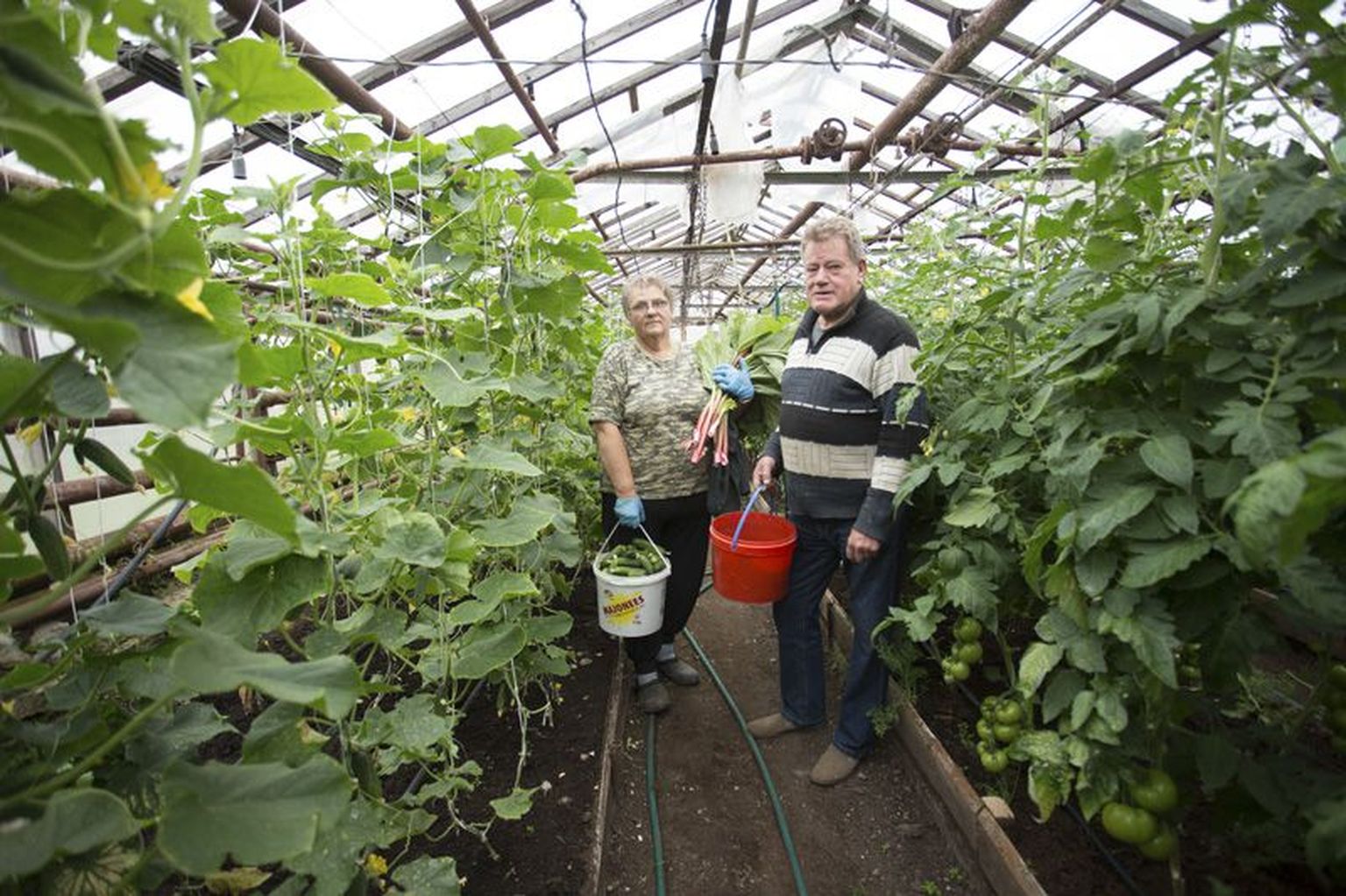 Evi Mihailov ja Tiit Leuska valmistuvad turule minekuks: kasvuhoonest on kokku korjatud kurgid, tomatid ja rabarber.