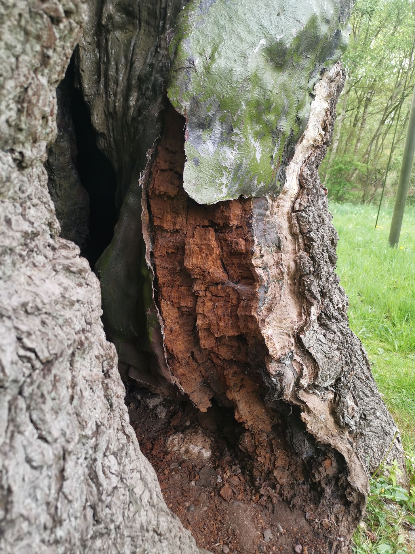 Suurbritannias Nottinghamshire'is Sherwoodi metsas asuv 1000-aastane tamm sai vandaalide tõttu kannatada. Pildil on nähapuu vigastatud kohta