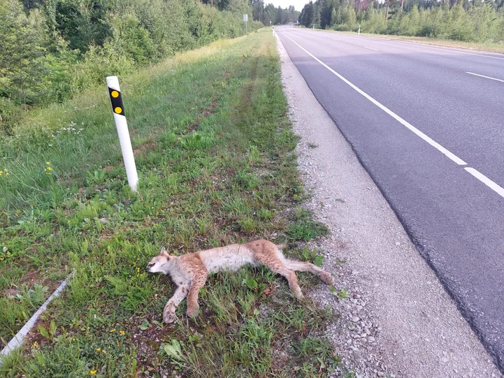 Ilvesed kipuvad üha enam auto alla jääma