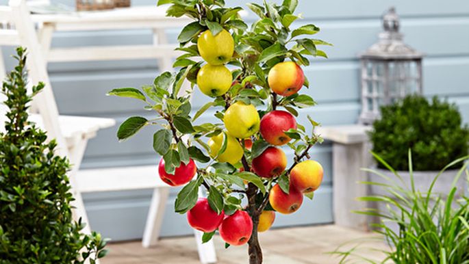 Eksotiski augi, kurus vari izaudzēt savā dārzā. TOP 5 - Ekoloģija ...