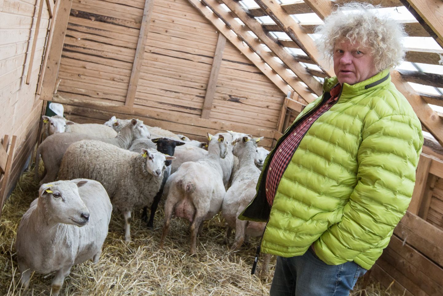 Jaak Arm sai lambakiiksu kolme aasta eest Norras. "Tulin koju, võtsin Kuldse Börsi lahti ja nägin, et üks müüb lambakarja. Helistasin, et tooge ära!" meenutab ta esimese 13 lamba ostu.
MATTI KÄMÄRÄ