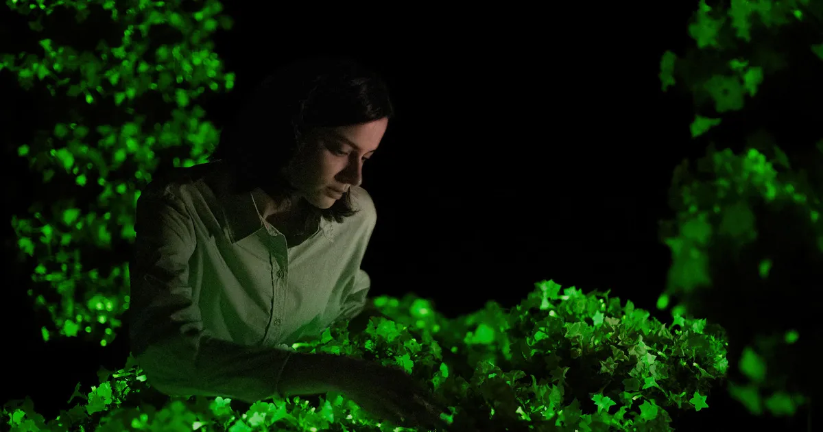 Incredibil ⟩ Petunii Glow in the Dark de vânzare