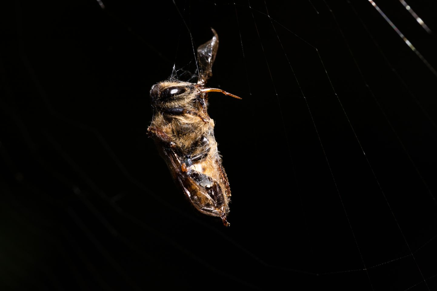 Mumifitseerunud mesilane ämblikuvõrgus. Pilt on illustreeriv