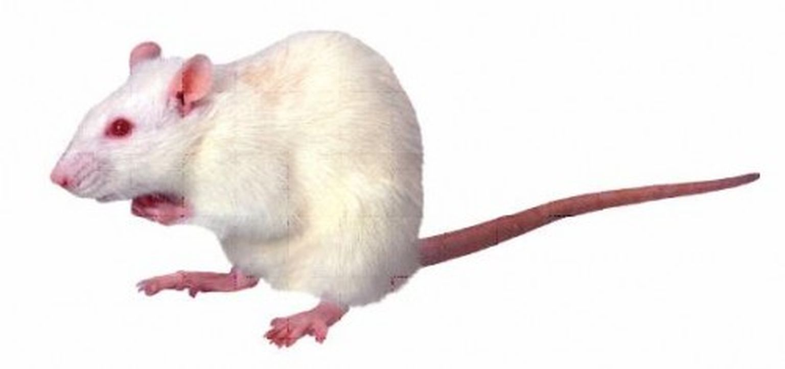 Крыса на белом фоне