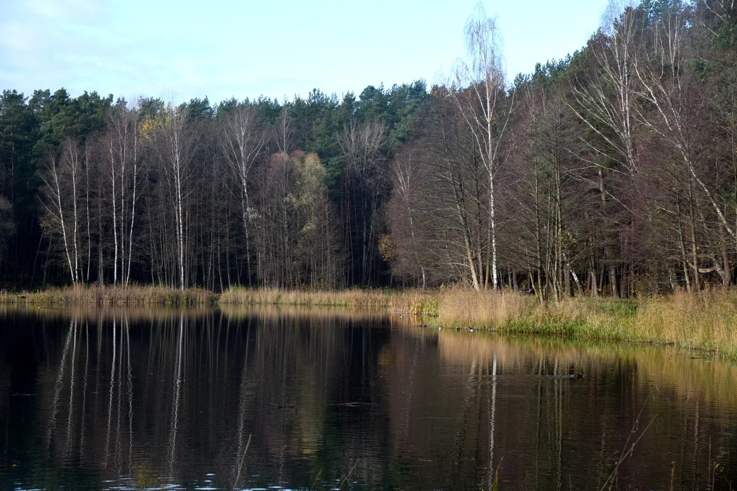 Dambjapurva ezers Šmerļa mežā.