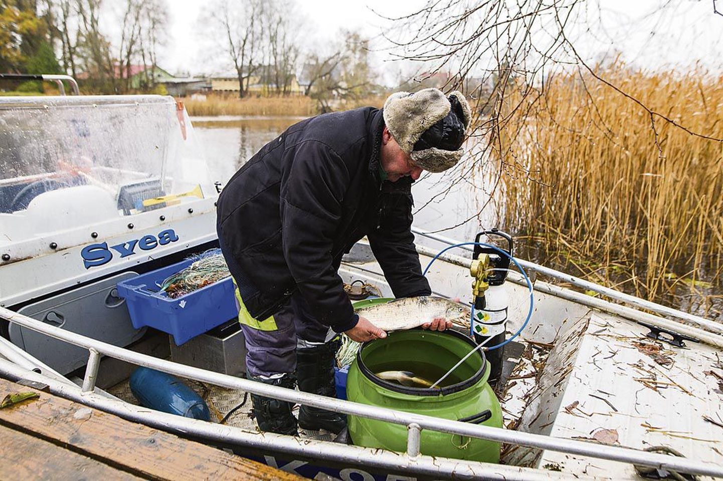 Pärnu jõest püüti ligikaudu 40 siiga, kellelt saadud mari ja niisk viidi Põlula kalakasvandusse kunstlikuks viljastamiseks.