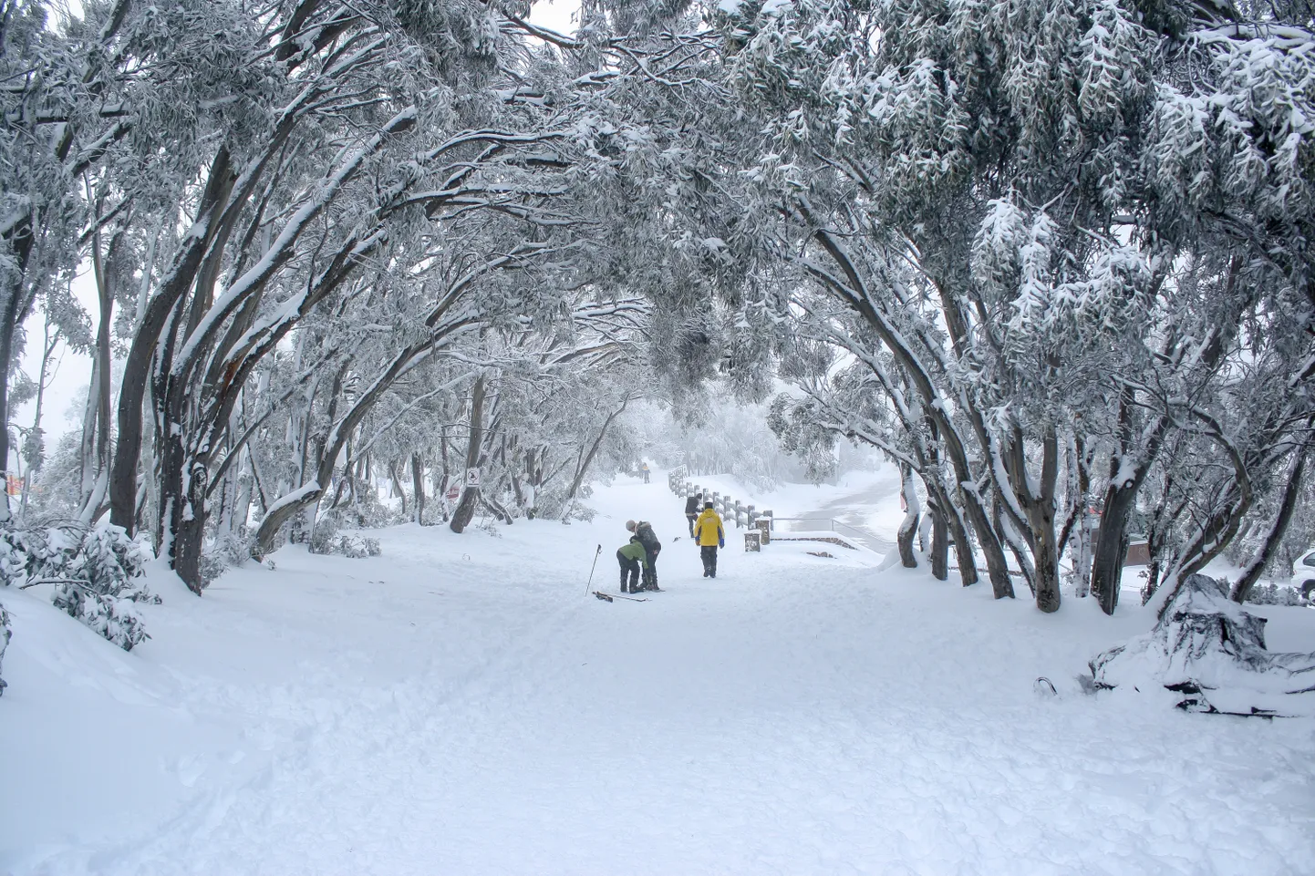 Lumi ja madal temperatuur Austraalias Ida-Victorias Mount Bulleris.
