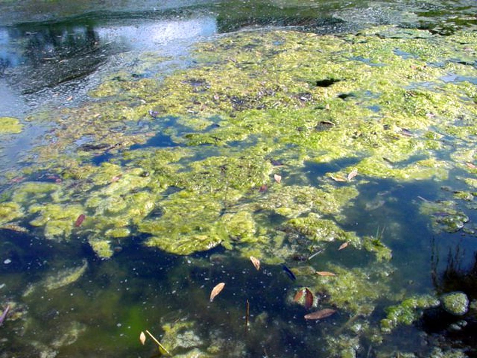 Известно что у прибрежных водорослей. Синезеленные водоросли. Цветение воды цианобактерии. Цианобактерии эвтрофикация. Синезеленые водоросли Волга.