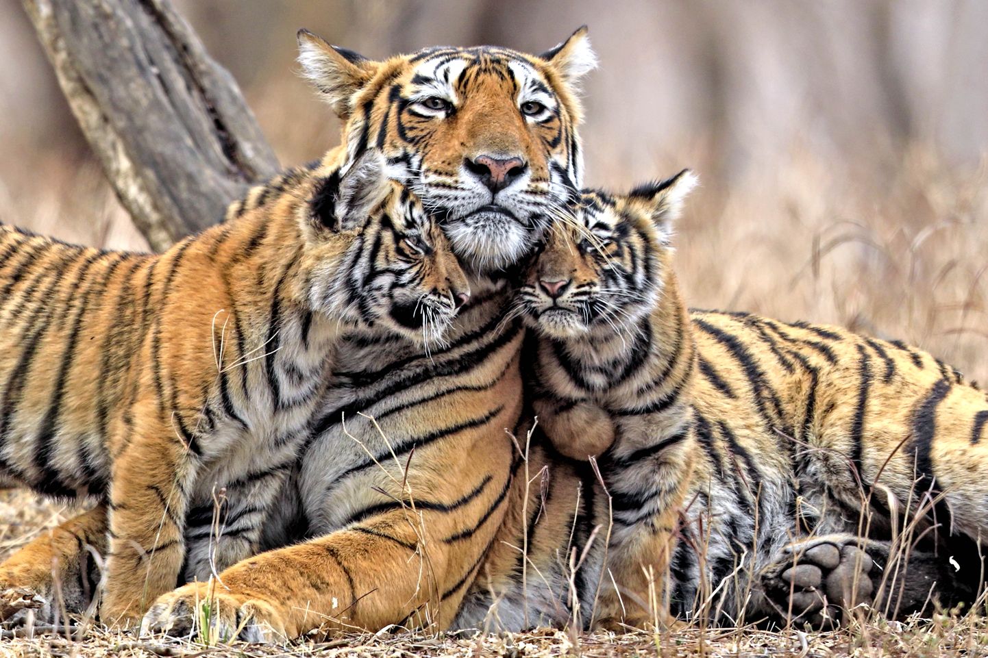 Tiigrid Ranthambhore tiigrireservaadis Indias.