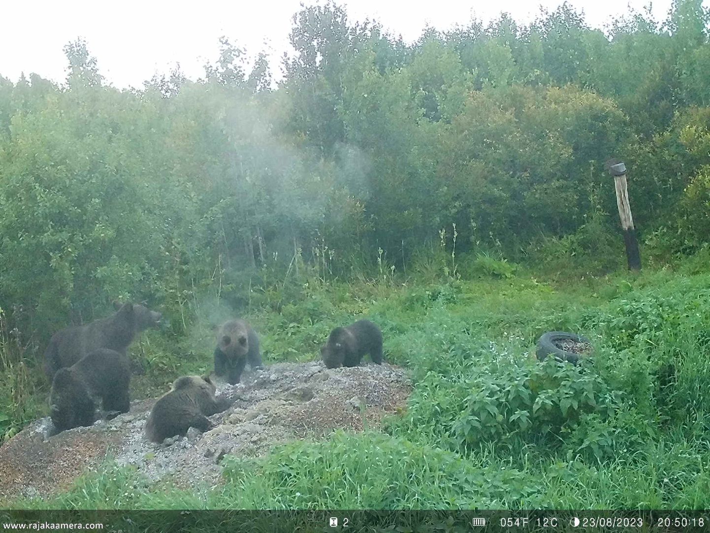В среду вечером в деревне Рохе волости Йыгева на камеру попала медведица с четырьмя детенышами.