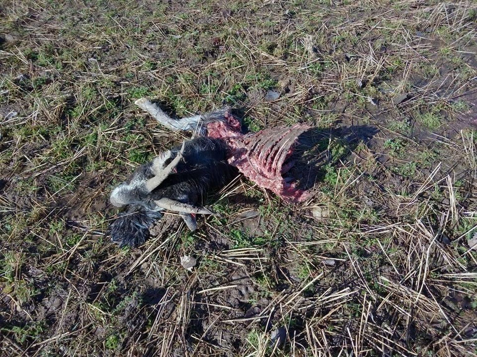 Hundid võtsid Päide külas karjast matti ja murdsid nälja leevendamiseks ühe kitse, kes hekseldati lihast päris puhtaks.