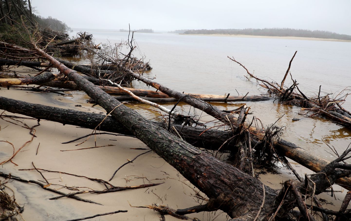 Krasta nogruvuma dēļ Vakarbuļļu pludmalē sagāzušies koki.
