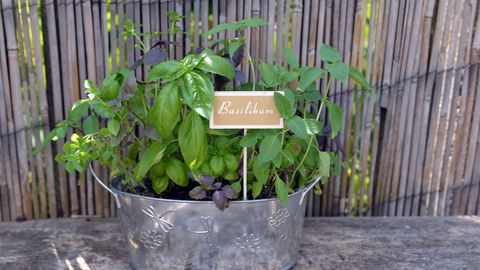 Basil and mint grow rapidly in summer if you take one essential step