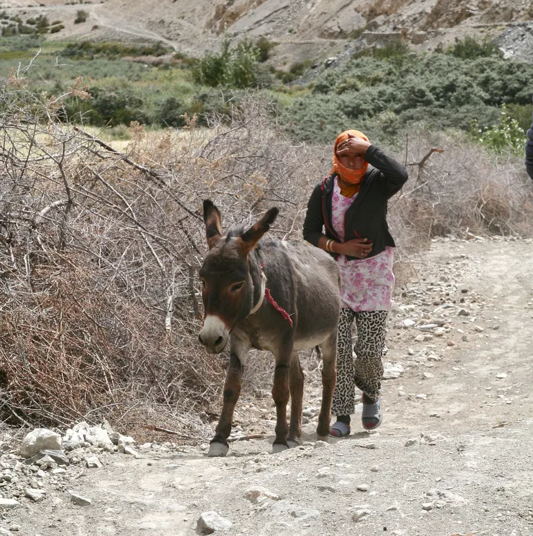 Ladakh. Foto: