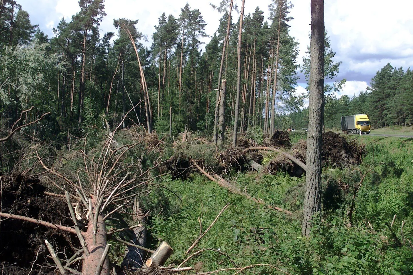 Koristamata tormimurd loob soodsad tingimused kahjurite levikuks.