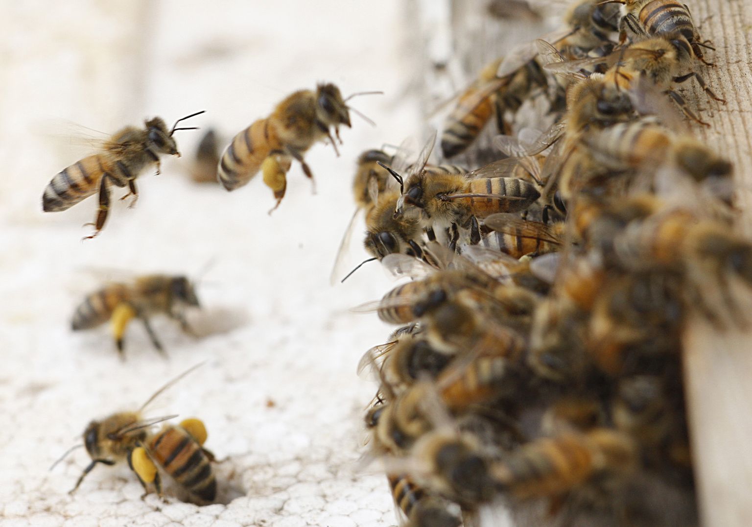 Mesilased. Pilt on illustreeriv