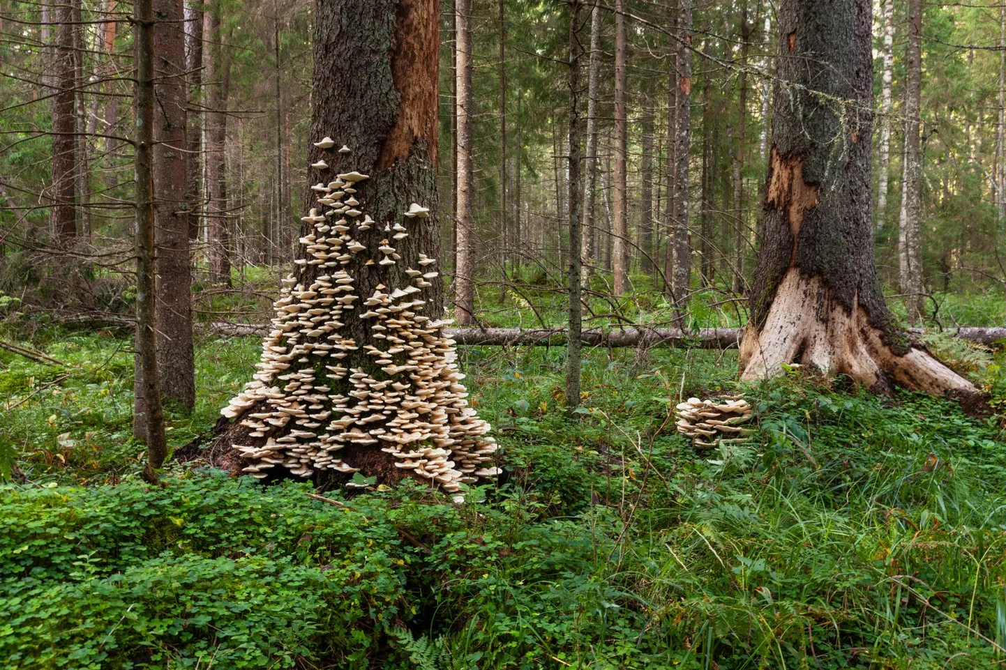 Põhjatoriku magus lõhn oli väga tugev, loodusfotograafi ninna jõudis see poolesaja meetri kauguselt.