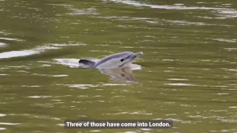 VIDEO ⟩ Londonis Thamesi jões nähti delfiini