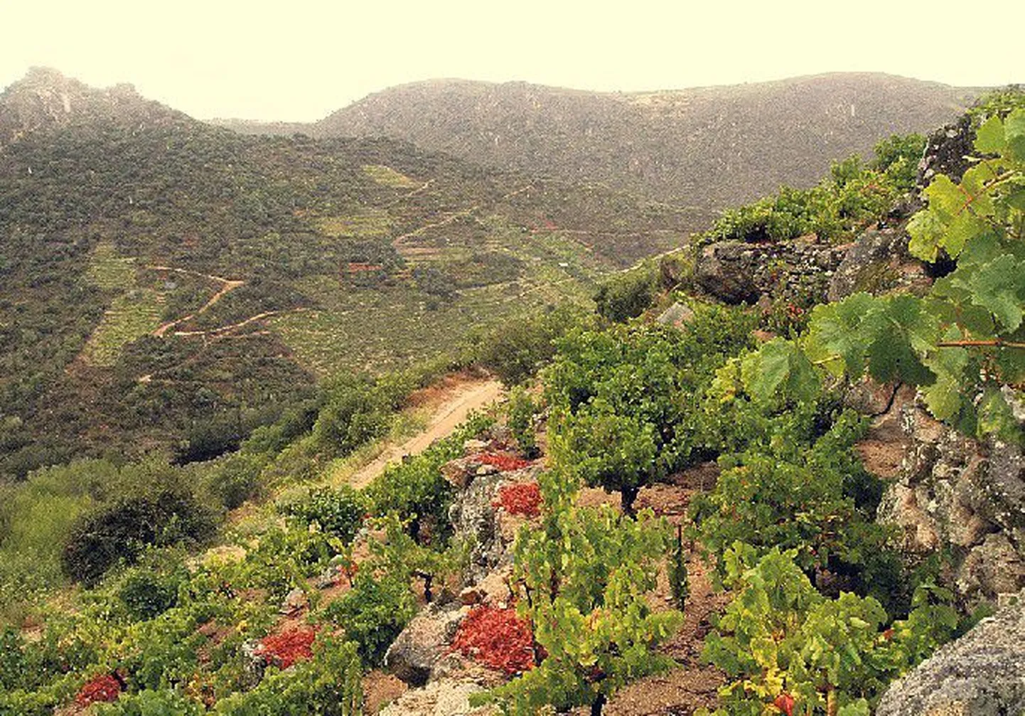Erakordsed istandused: 
Valdeorrase mäenõlvadel kasvavate 
viinamarjade kättesaamine on ränk töö.