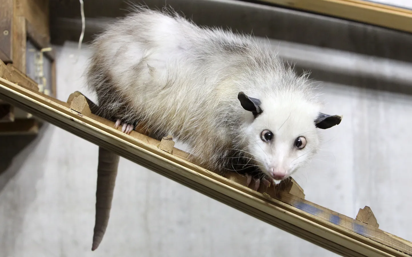 Opossum Heidi
