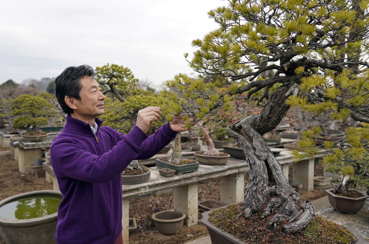 Bonsai kociņu audzētājs Seidži Iimura savā dārzā.