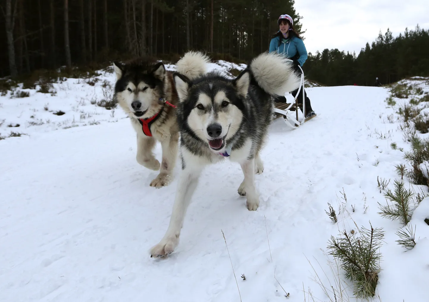 Alaska malamuutid. Pilt on illustreeriv.