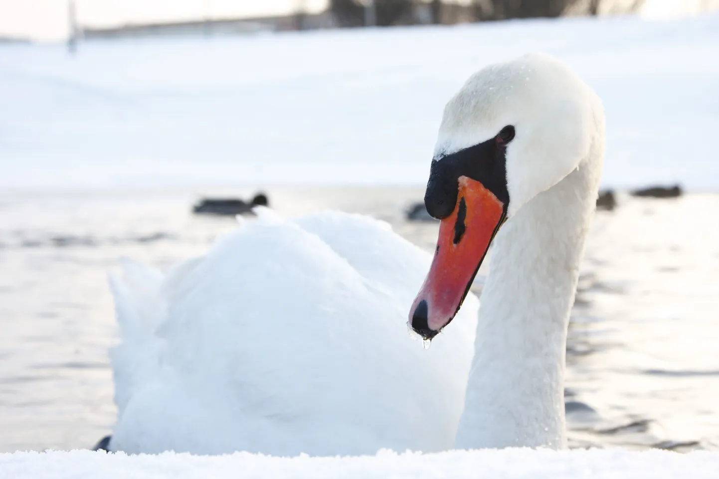 Kuna inimesed luike toidavad, on ta muutunud laisaks ega lenda ära.