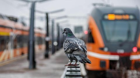 Eesti Raudtee ja Elron testivad Tapa-Narva raudteelõigul valmidust drooniohuks