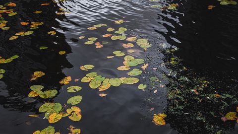 В Айзкраукле нашли погибшего в водоеме