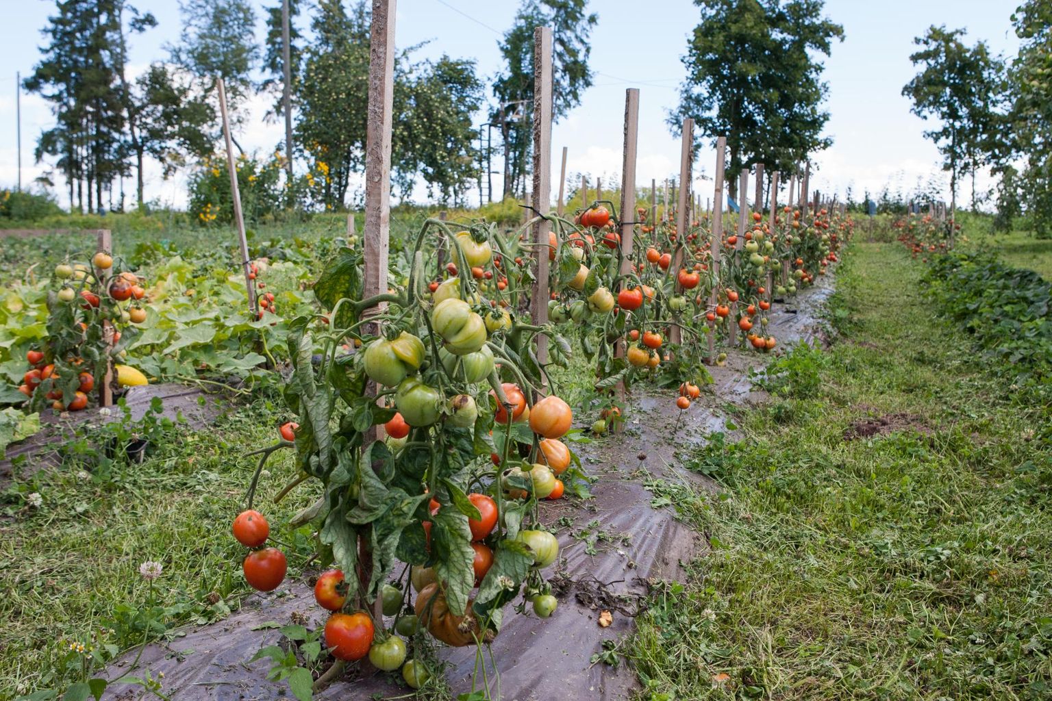 Et tomat avamaal head saaki jõuaks anda, tuleb valida varajane sort.