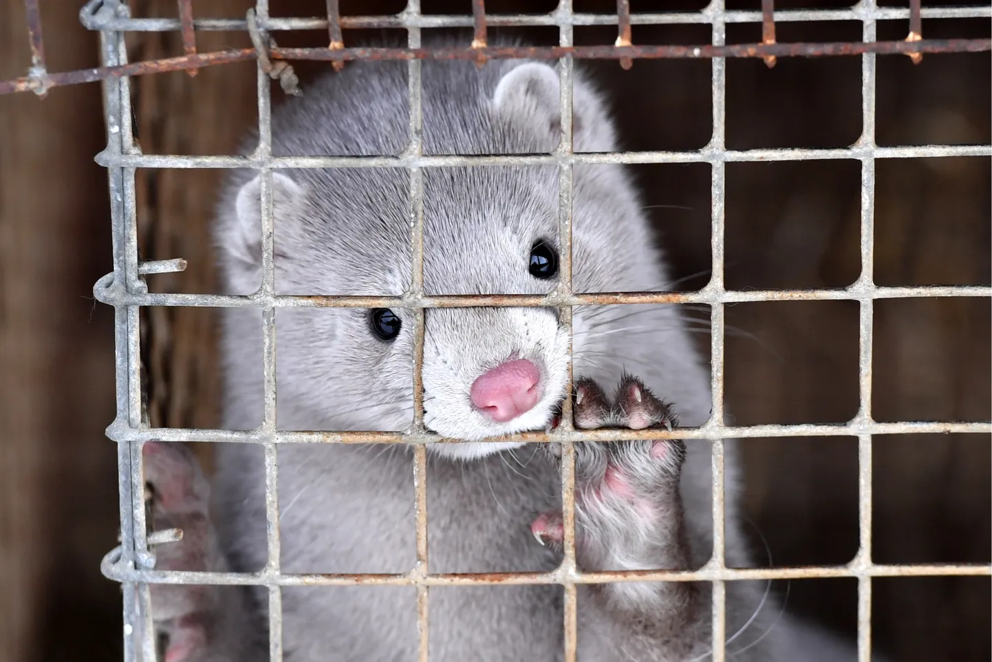 Mink karusloomafarmis.