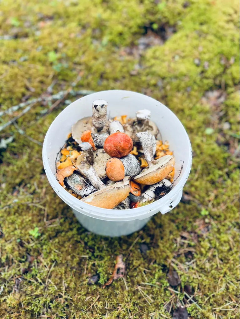 Белые грибы.