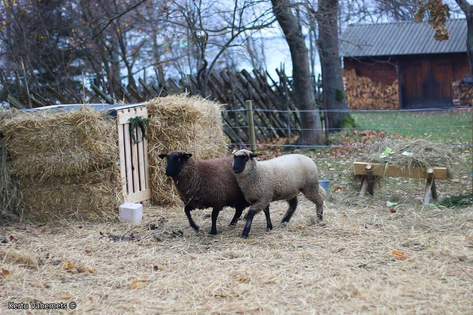 Alates 4.novembrist kuni jõuluhooaja lõpuni tervitavad Viimsi vabaõhumuuseumis rahvast must ja valge lammas.