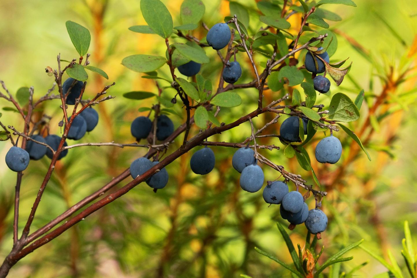 Kuigi harilik mustikas ja sinikas näevad kõrvutades välja väga erinevad, peavad paljud sinikat mustikaks või pole sellest taimest kuulnudki.