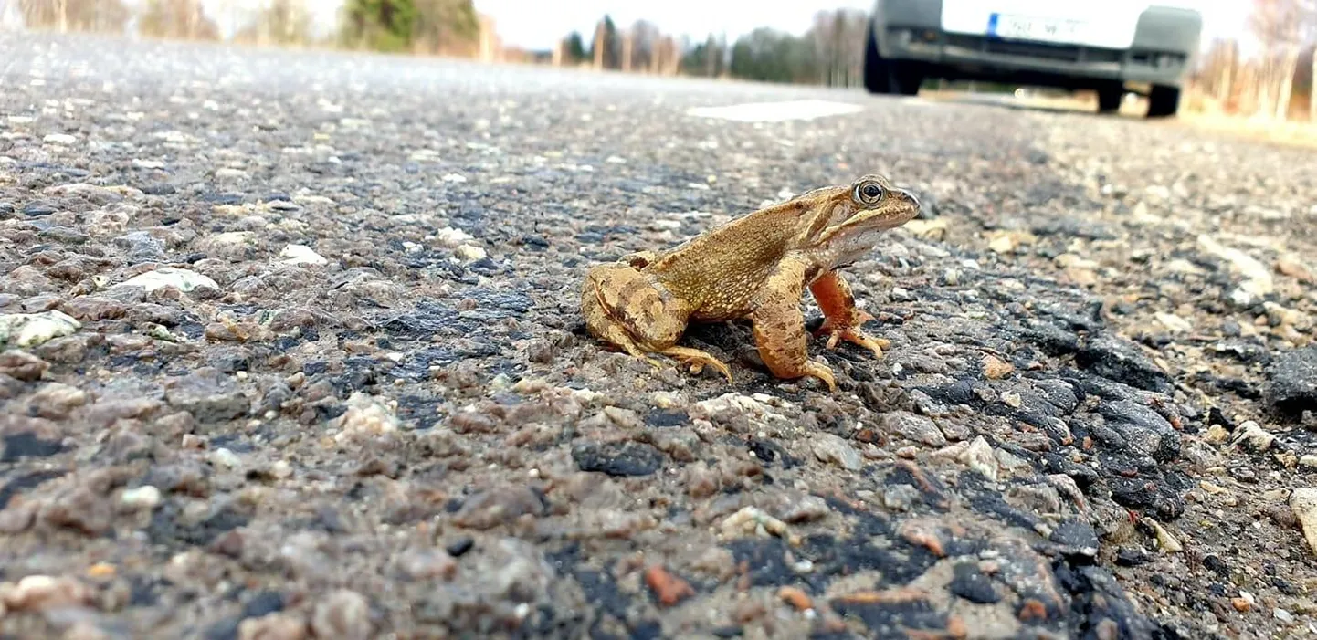 Rohukonn ületamas teed Pärnumaal Tori vallas.